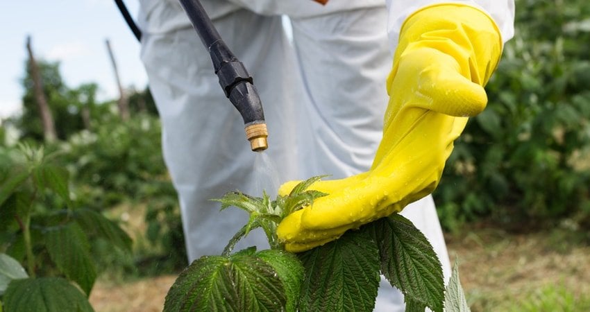 Pesticides and Cancer