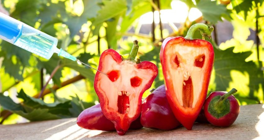 Some GMO Plants Are Similar to Those Developed Through Selective Breeding