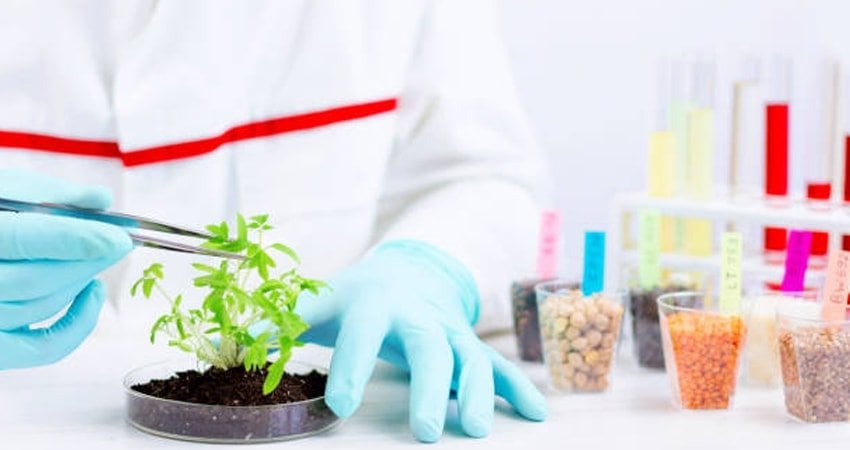 What You Can Learn by Analyzing the Facts About GMO Foods