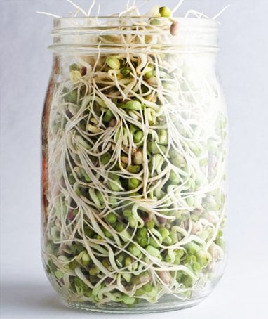 How to Sprout at Home and the Benefits of Having an Indoor Sprouts Garden
