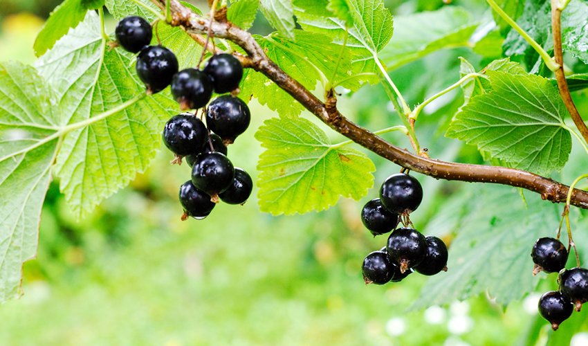 Why Are Black Currants Banned In The Usa Healthy Blog