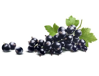 Why Are Black Currants Banned in the USA