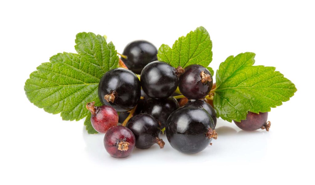 Why Are Black Currants Banned In The Usa – Healthy Blog