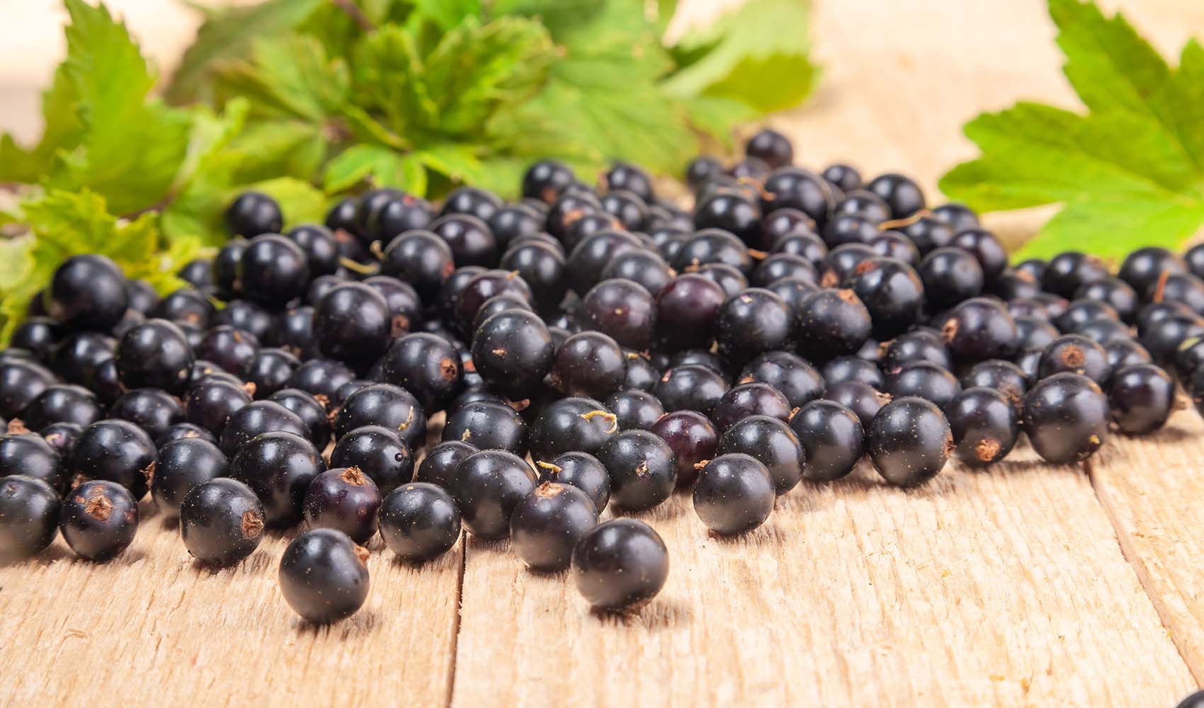 Why-Are-Black-Currants-Banned-in-the-USA-3