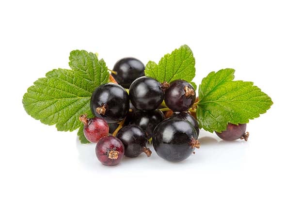 Why Are Black Currants Banned in the USA