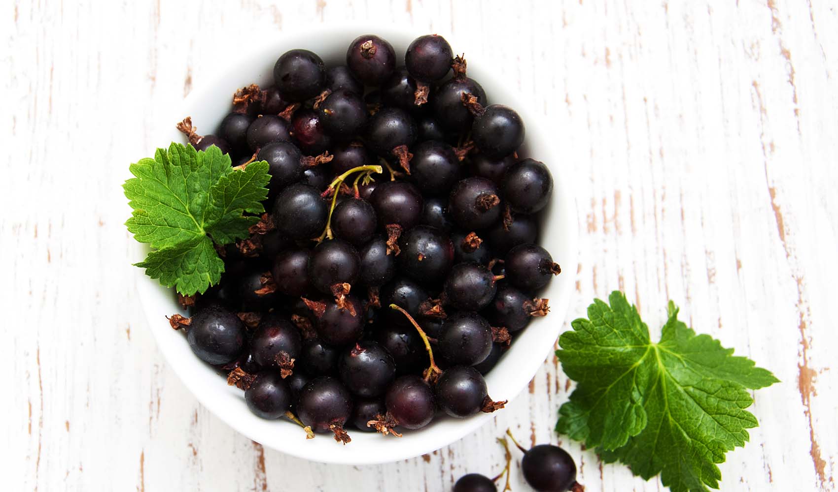 Why-Are-Black-Currants-Banned-in-the-USA