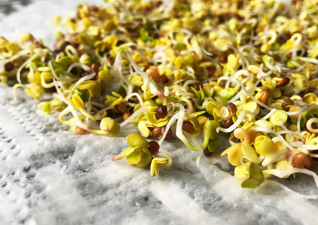 how to sprout seeds at home