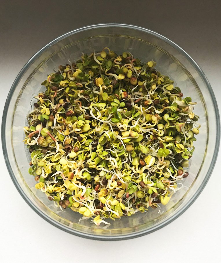 How to Grow Sprouts At Home