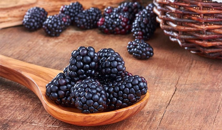 All About Blackberries