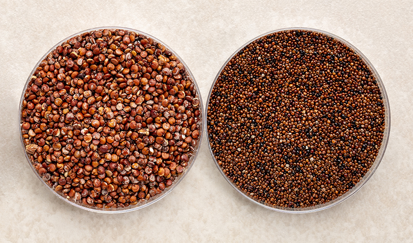 Kaniwa vs. Quinoa