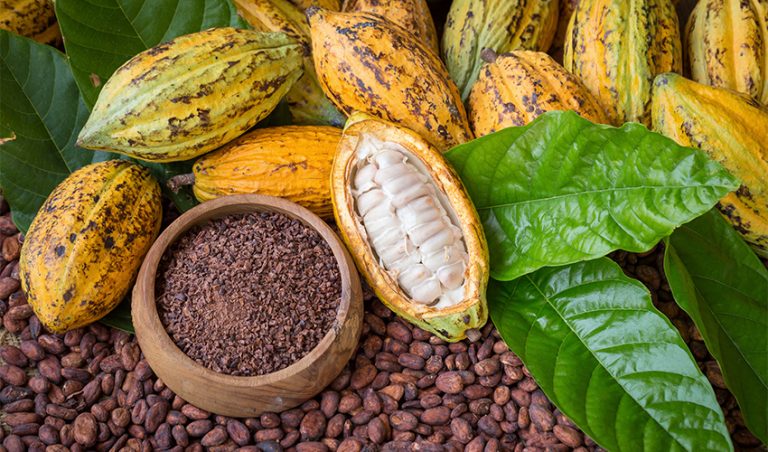 Cacao Beans Whole Foods: A Comprehensive Exploration of Nutritional Value and Culinary Applications