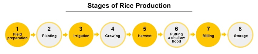 Stages of rice production or rice lifecycle