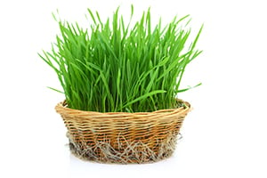 Health Benefits of Wheatgrass: Truth or Myth