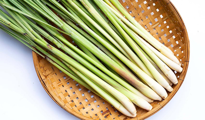Lemongrass: Benefits, Uses, Side Effects, and Recipes
