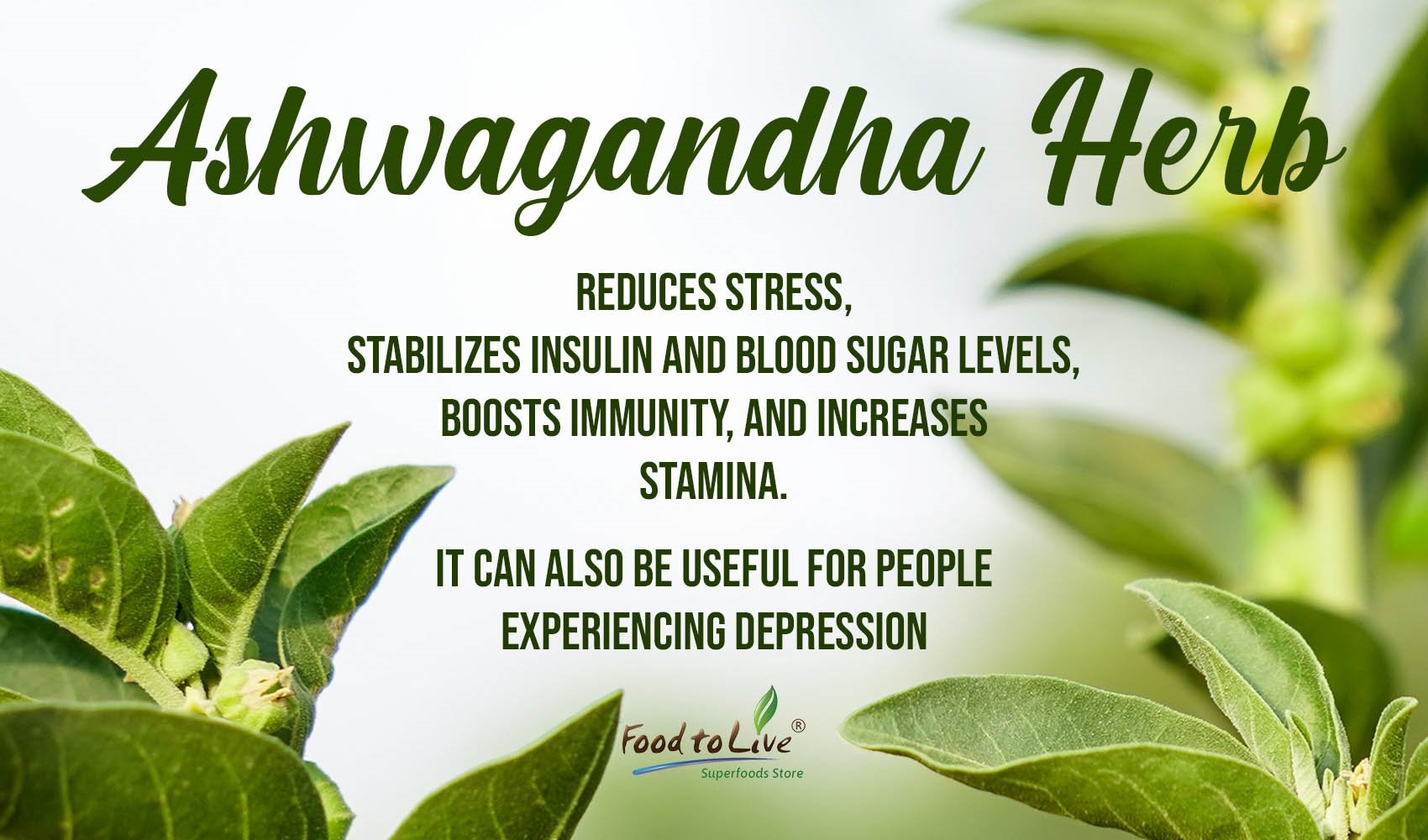 Ashwagandha herb