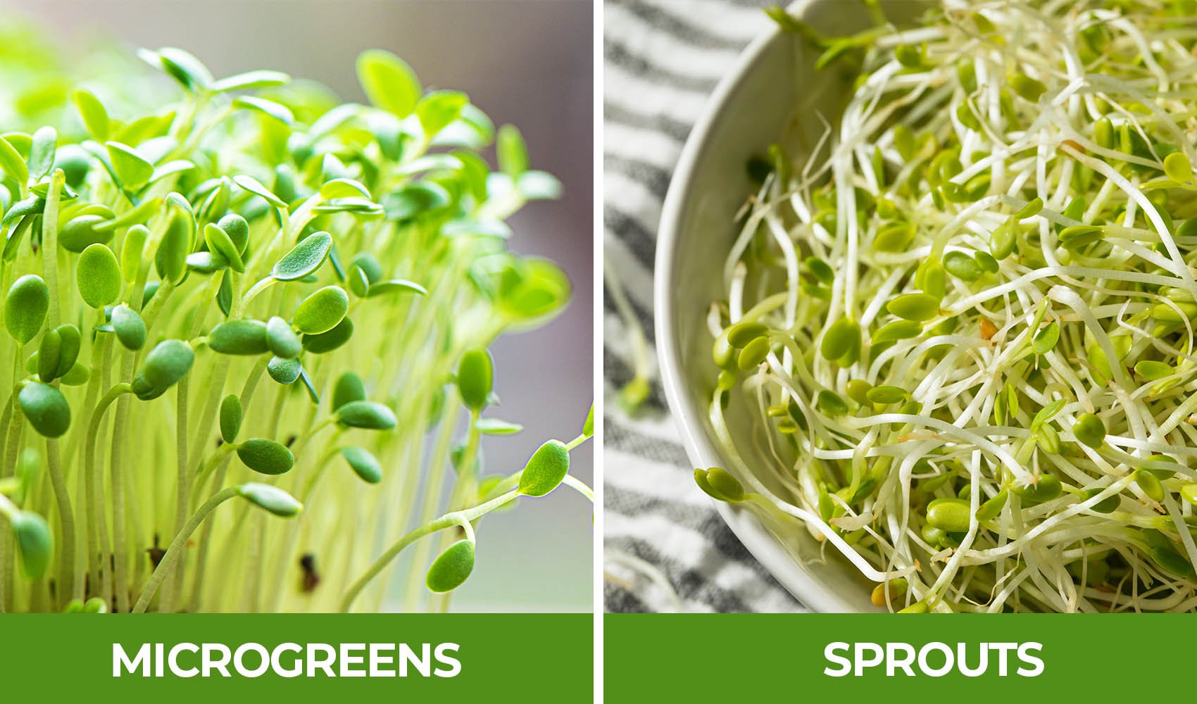 microgreens-vs-sprouts-1