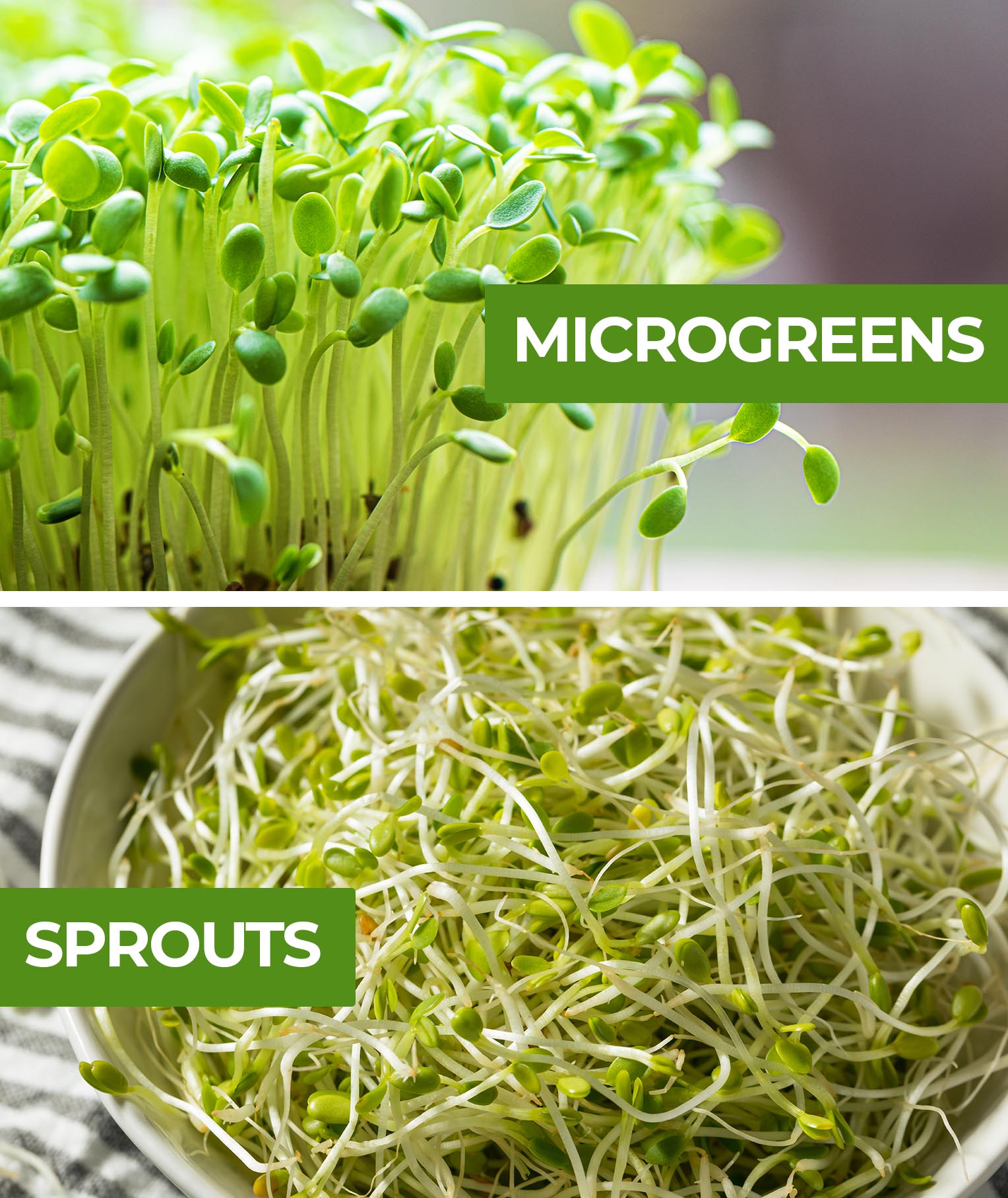 Microgreens vs Sprouts: What’s the Difference?