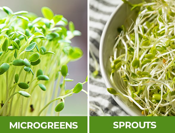 Microgreens vs Sprouts: What’s the Difference?