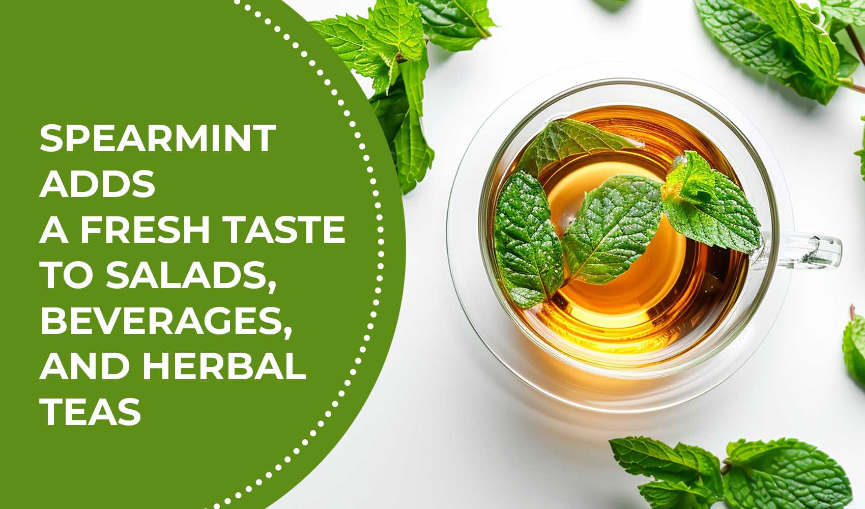 Peppermint-vs-Spearmint-Whats-the-Difference-5