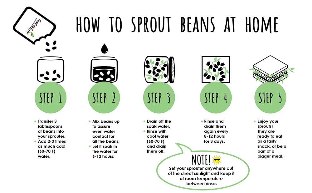 how-to-sprout-beans-web