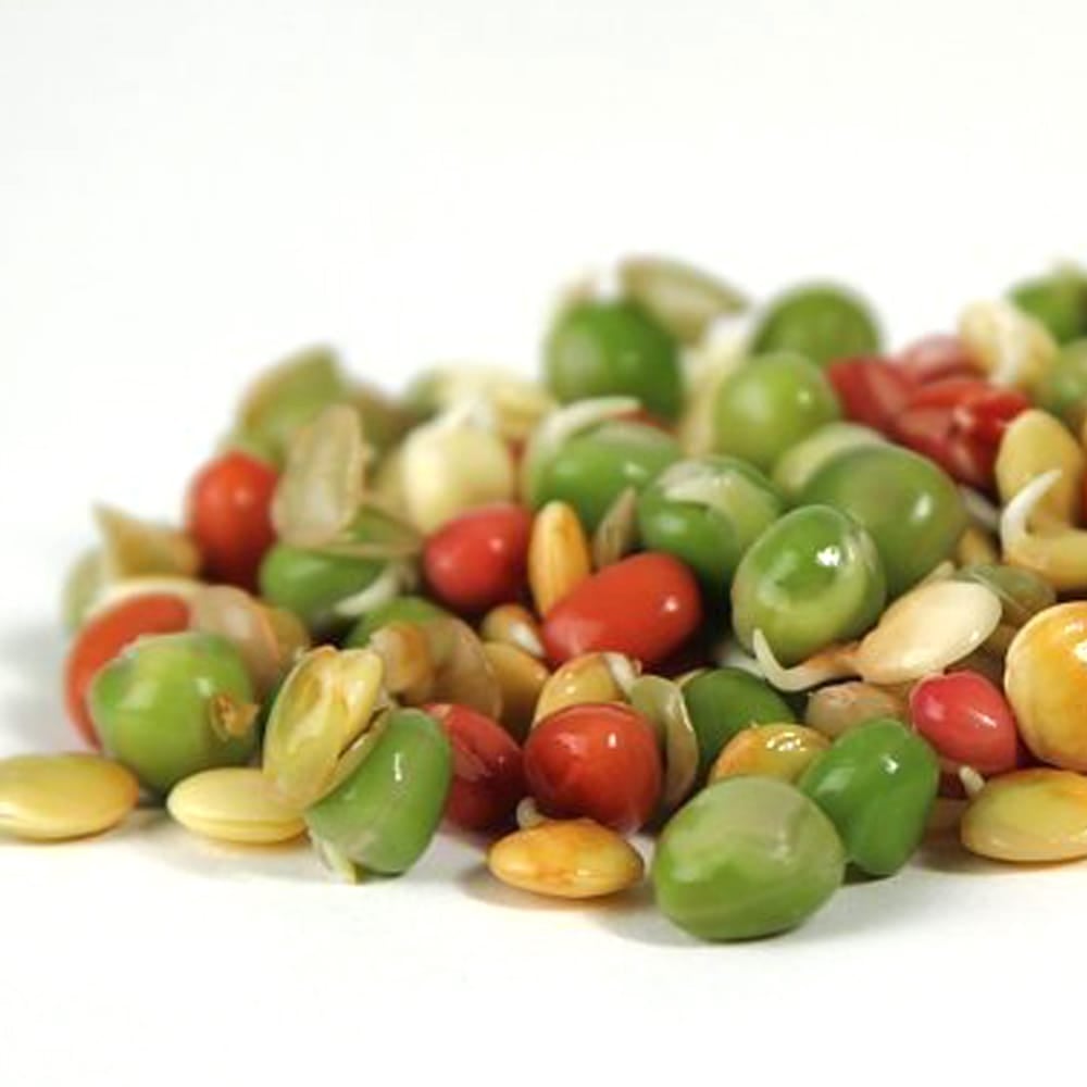 Crunchy mix of sprouting Beans