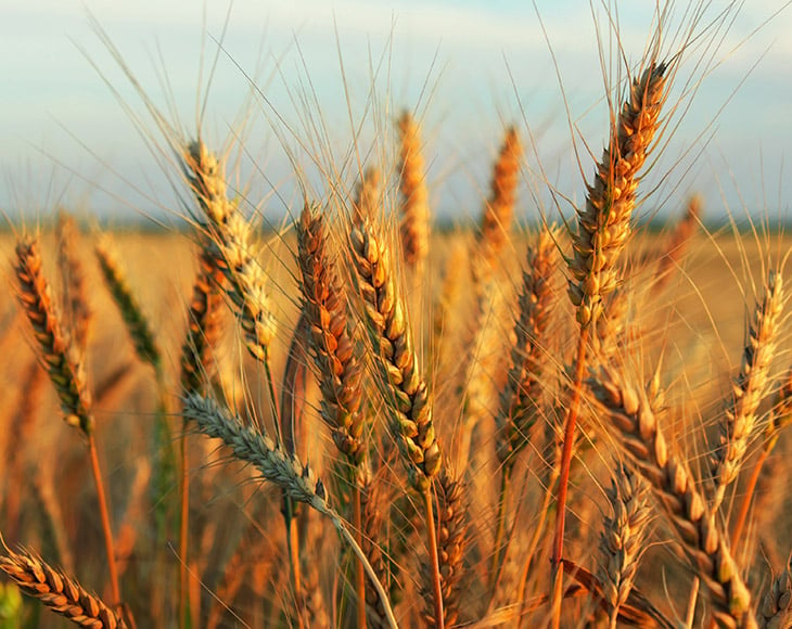 summer-wheat-field-we