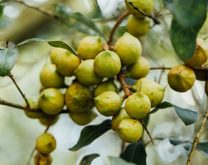 macadamia-nuts-ready-harvesting-min