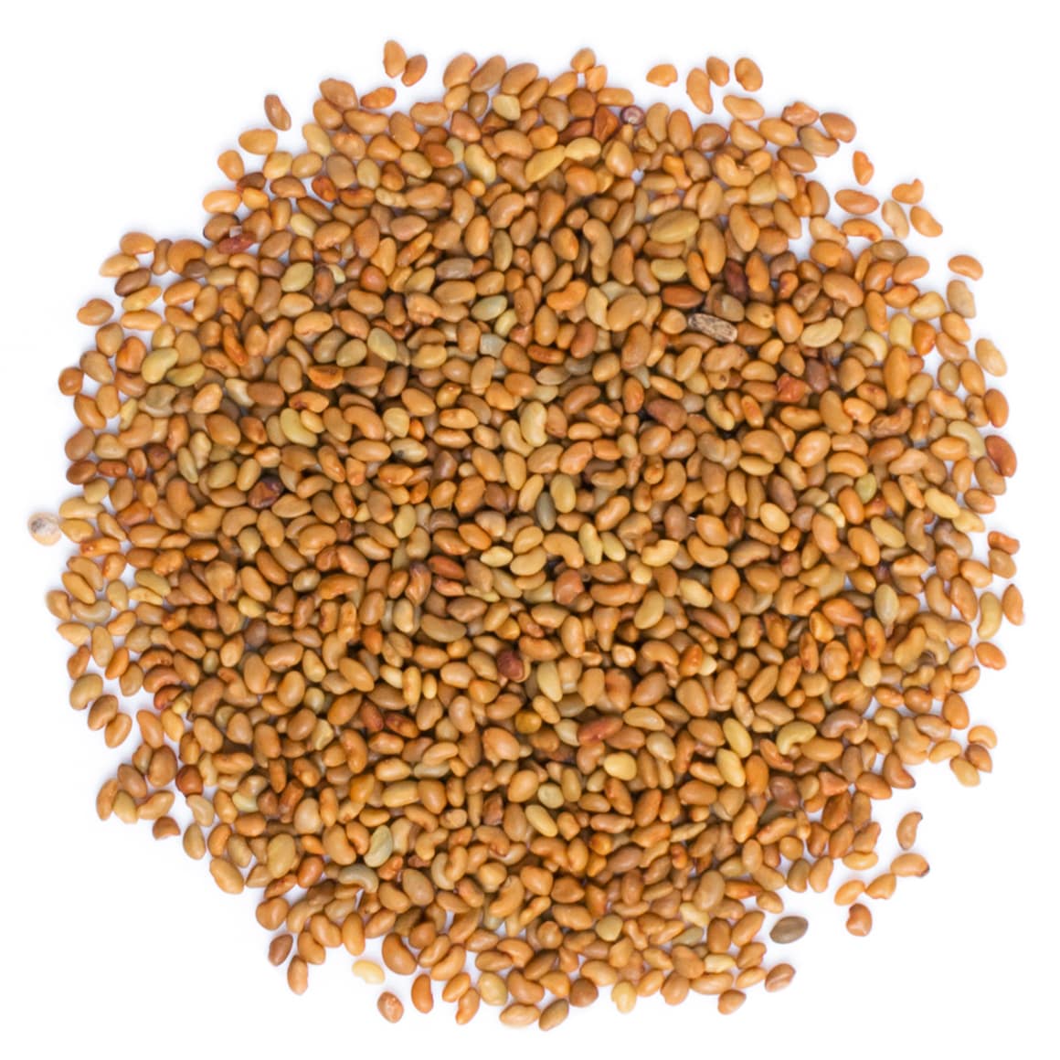 organic-alfalfa-sprouting-seeds-main-min