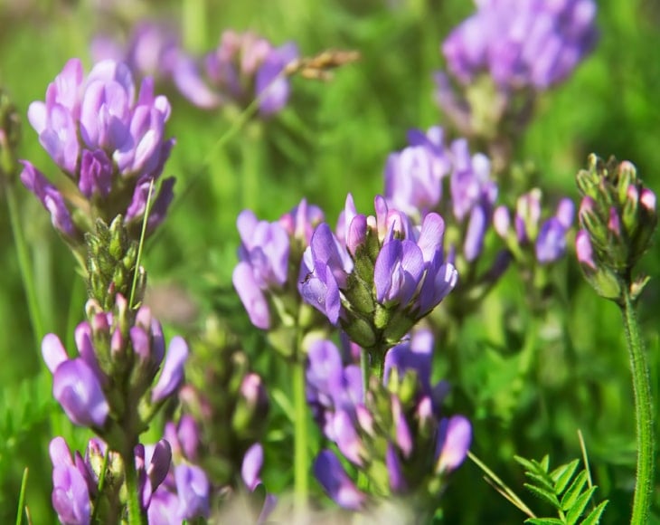 violet-flowers-of-alfalfa-min