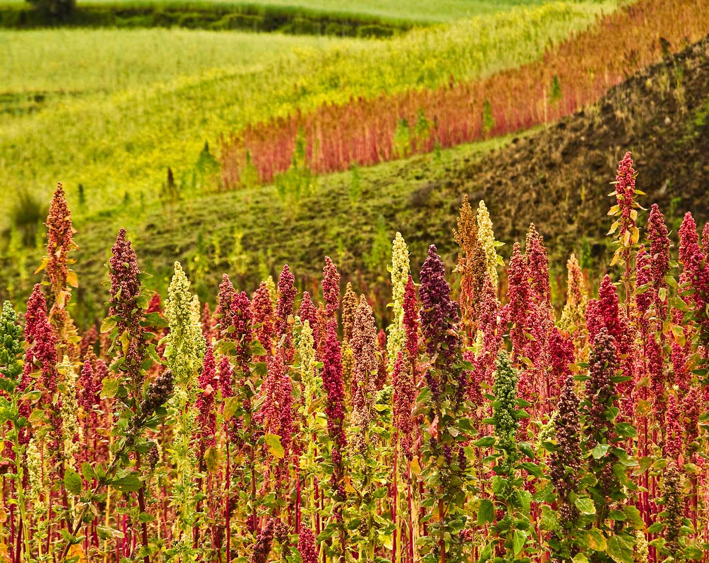 quinoa-field