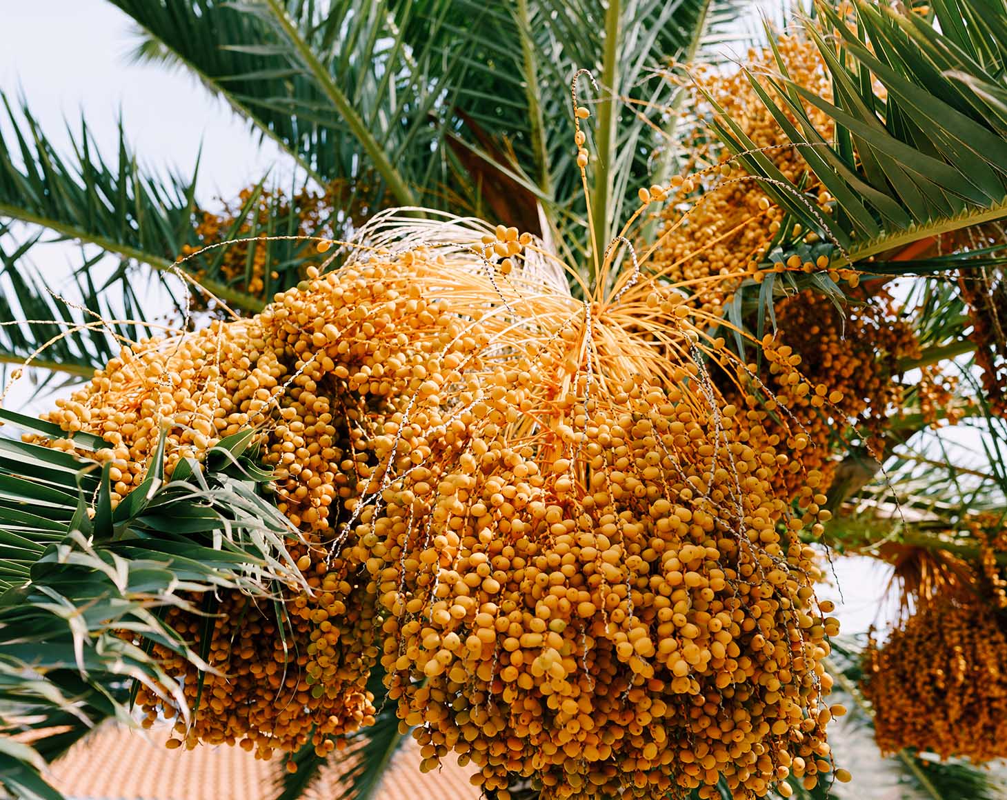 Bunches of yellow dates on green palm branches