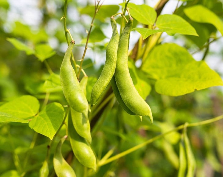 black-turtle-beans-plant-min