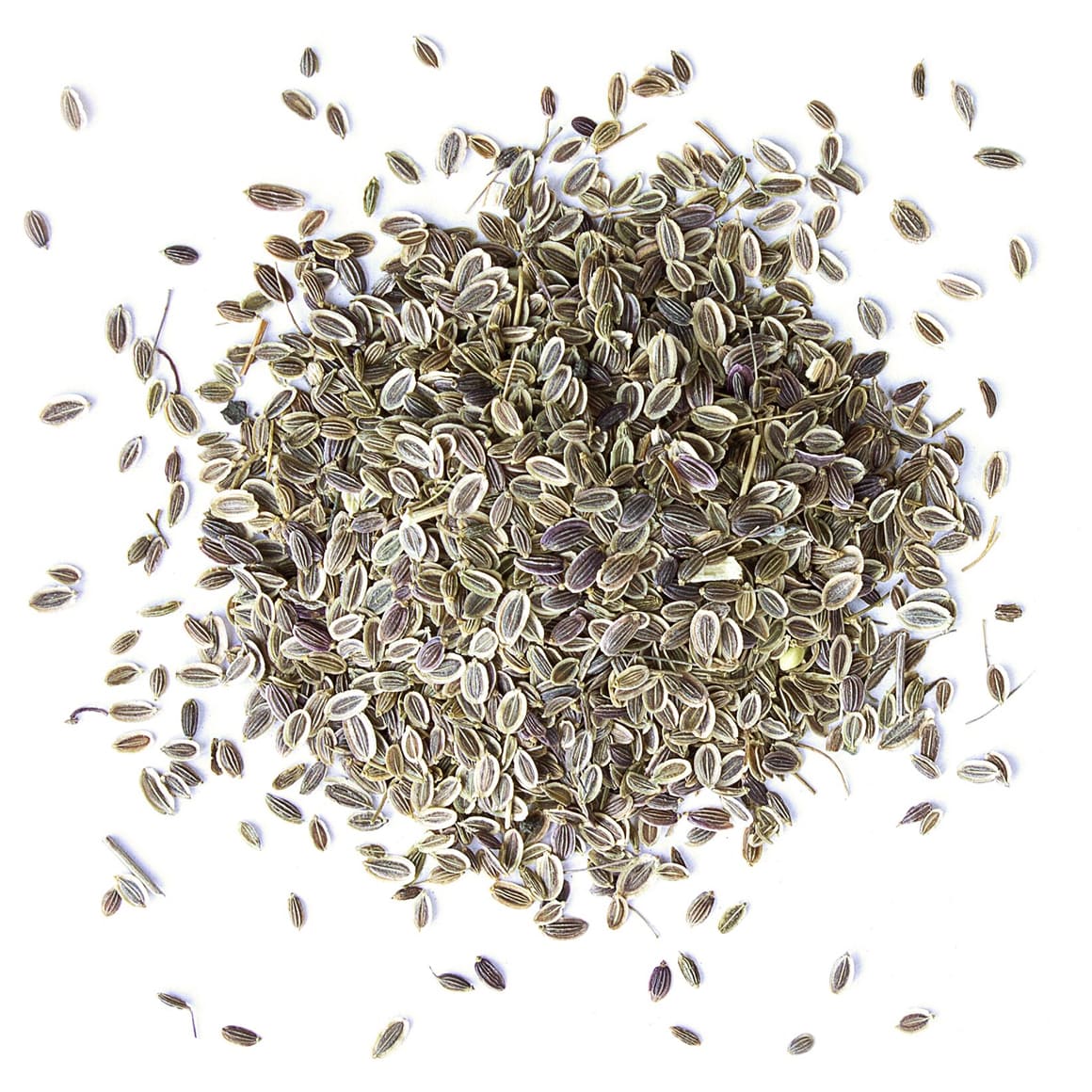 Dill Seeds Buy in Bulk from Food to Live