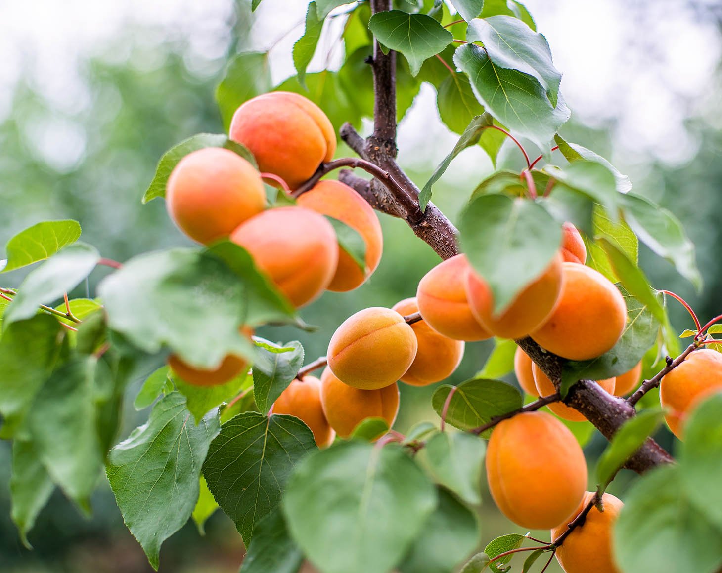 apricot-tree-garden
