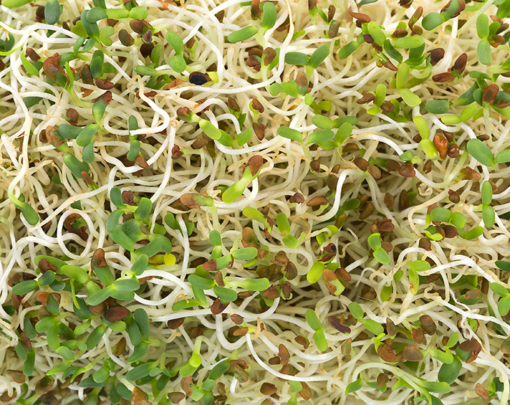 salad-mix-of-sprouting-seeds-2