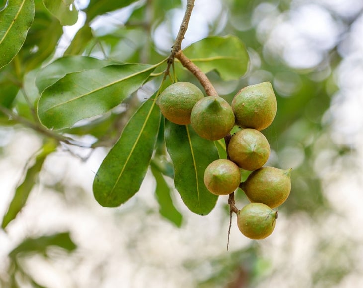 macadamia-nuts-ready-harvesting-min