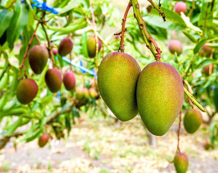 mango-fruit-on-a-mango-tree