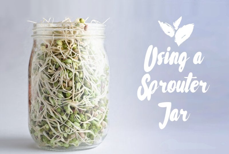 Sprouter Jar