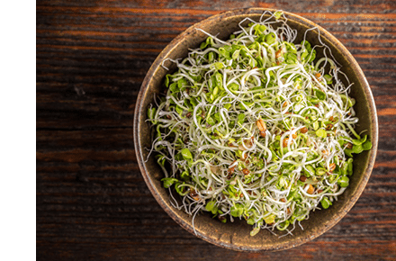 Alfalfa sprout