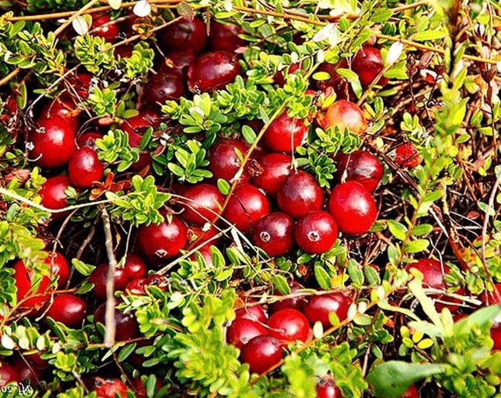 Organic Cranberries