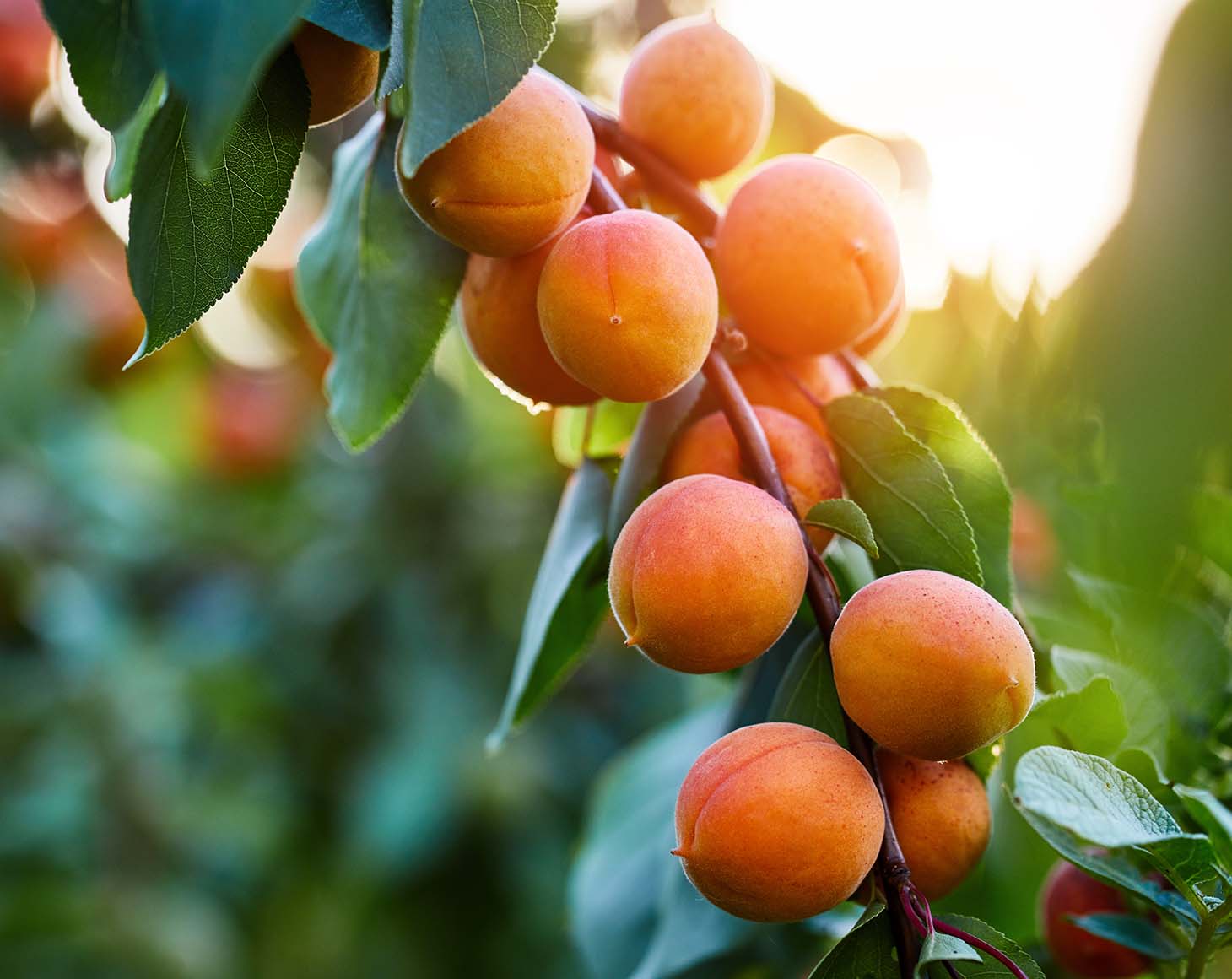 apricot-tree