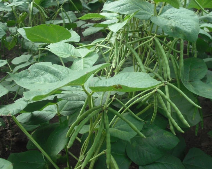 organic mung beans plant