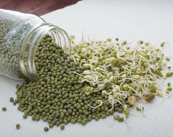 organic mung beans sprouts