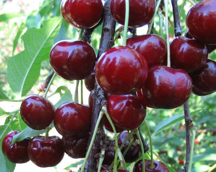 Organic Montmorency Dried Cherries
