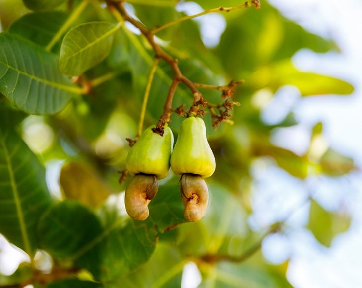 ripe-cashew-nuts-anacardium-occidentale-grow-tree-branch-garden-min