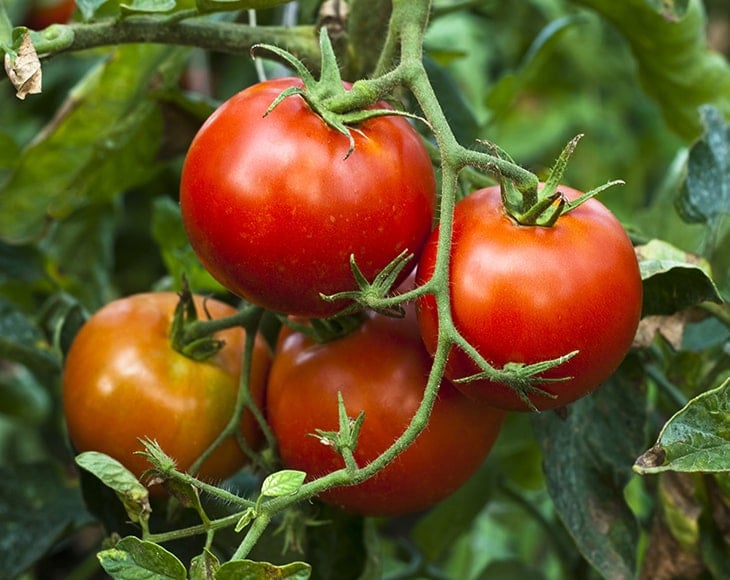 Organic Sun-Dried Tomatoes