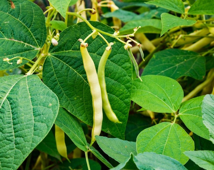 ripe-pods-of-organic-navy-beans-min