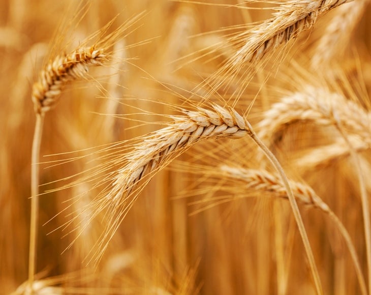 ripe-wheat-field-wheat-spikelets-are-ready-harvest-farm-concept-min