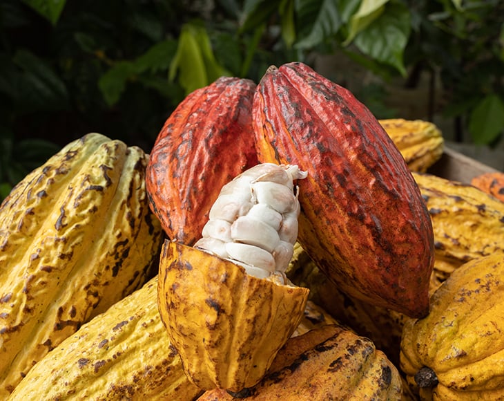 raw-cocoa-beans