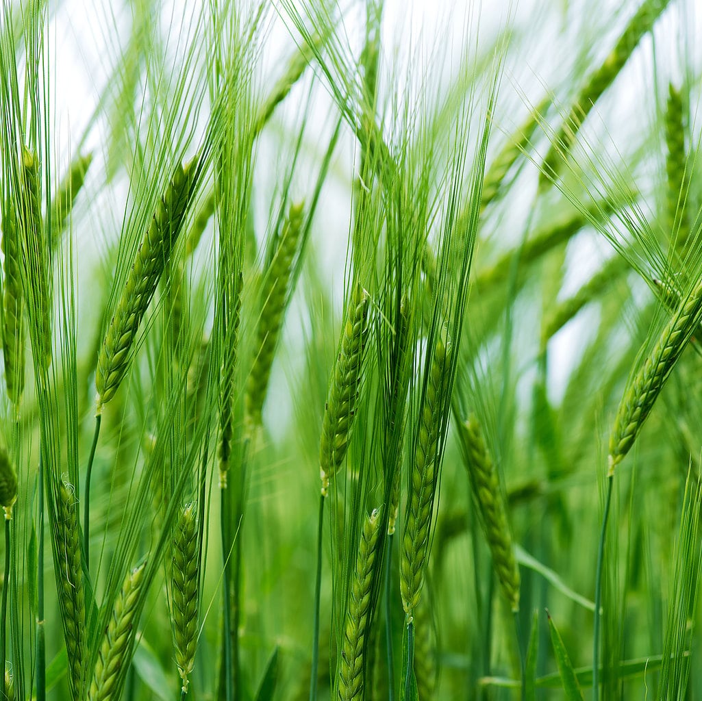 Organic Hulled Barley